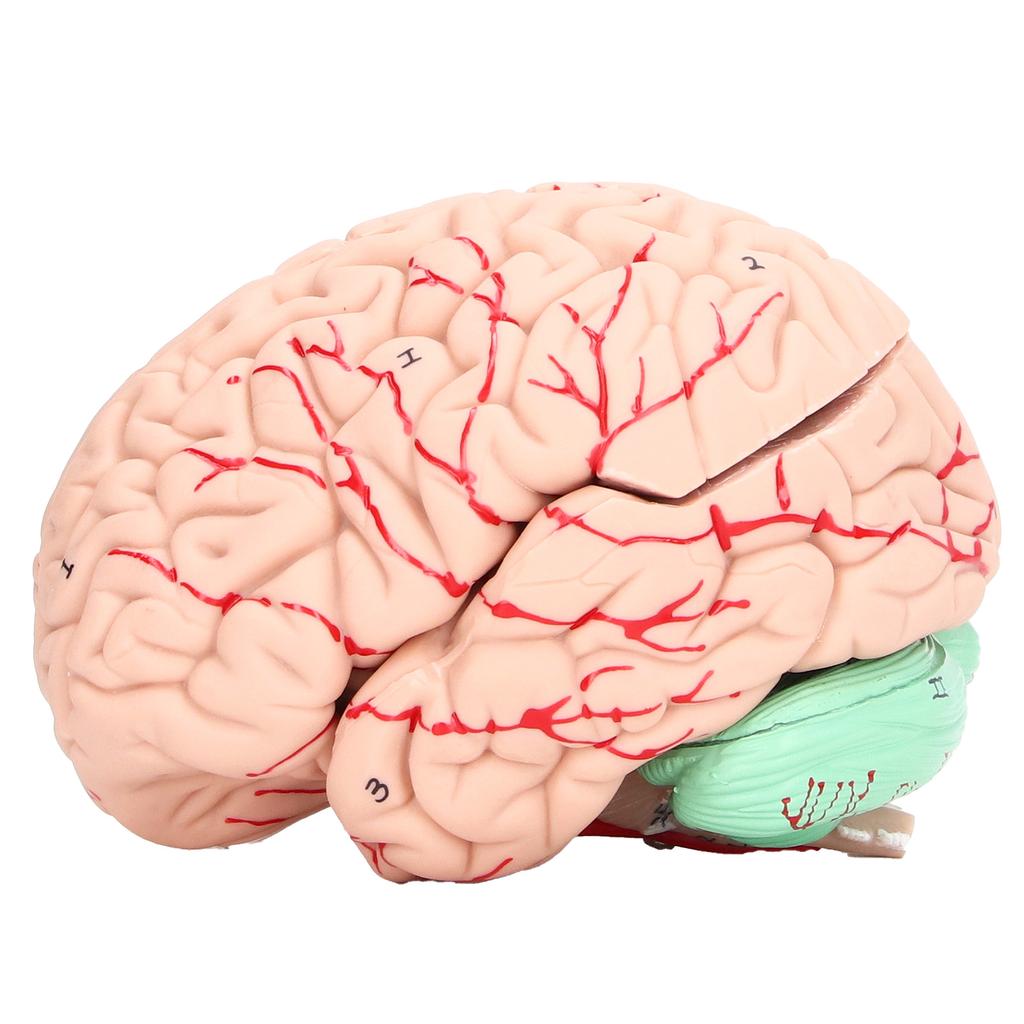 Anatomia Modelului Creierului Uman pentru Copii Studiu Neuroștiință Craniu Matriță Dedicată pentru Școală Acasă