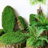 Mori Style Handmade Moss Bark Flower Pot - Round & Rectangular for Floral Arrangements and Decorations