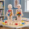 3D Puzzle Human Body Anatomy Model Montessori STEM Educational Toy Organ Assembled Sensory Teaching Tool for Kids Children