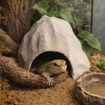 Reptiler – Terrarium