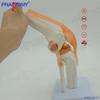 Life-Size Functional Knee Joint Model - Educational Skeletal Display