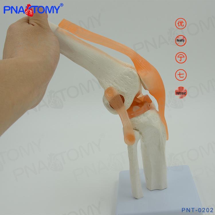 Life-Size Functional Knee Joint Model - Educational Skeletal Display
