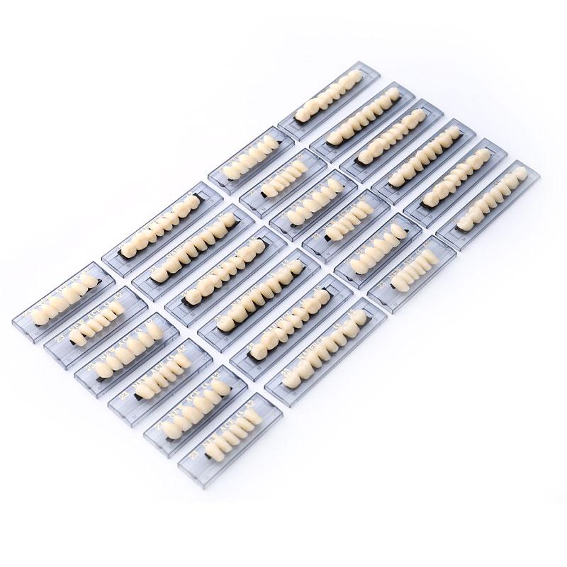 Resin Dental Synthetic Polymer Denture Card Model