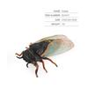 Simulation Cicadas Toys Realistic Lifelike Insect Model Children's Cognitive Golden Cicada Toys Microscopic Decorative Ornaments