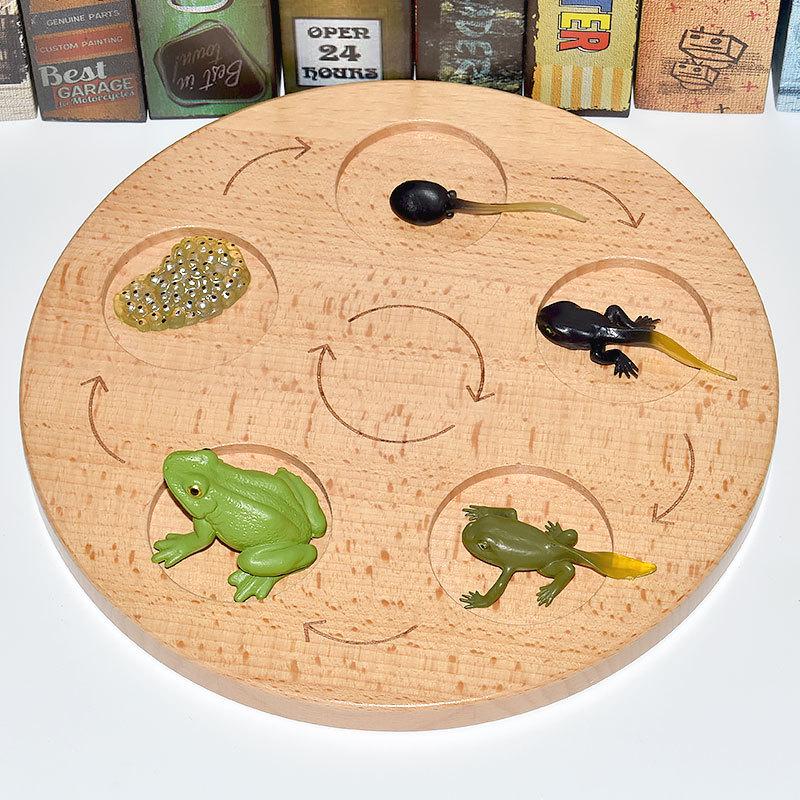 Montessori Plant & Animal Life Cycle Educational Toy Set for Early Learning