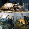 1 Stück Haustier Heiz- und Isolationslampe Schildkröte Sonnenbad Rücklampe Physiotherapie Aufzucht Kriechendes Haustier Zucht Leuchtstofflampe