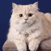 Wassertropfenform Haustier Perlenhalsband Doppellagig Luxuriöser Haustierschmuck Edelstein Haustierhalsband Katze
