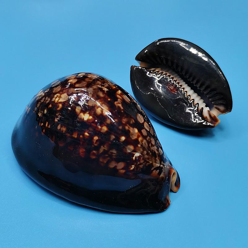 Vzácný přírodní exemplář mušle kauri pro akvárium nebo středomořskou domácí dekoraci