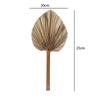 Home Party Boho Tropical Trimmed Bohemian Leaves Palm Spears Fan Leaf Dried Plant