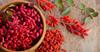 15 GOJI-BEEREN "CA. 300 Samen Wir versenden die getrockneten Beeren - FRISCHE SAMEN
