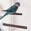 3pack Portable Parakeets Grinding Stick Training Toy Strong Suction Cup Bird for Small to Medium