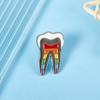 Dental Gift Badge Metal Tooth Type Shape Molar Brooch Badge Pin Adornment