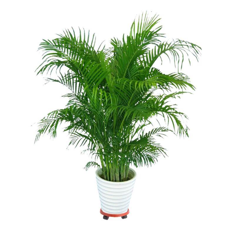 Durable Flower Pot Tray with Rollers Round Plastic Tray for Garden Plants Pot Heavy Duty Plants Pot Holder Anti deformed