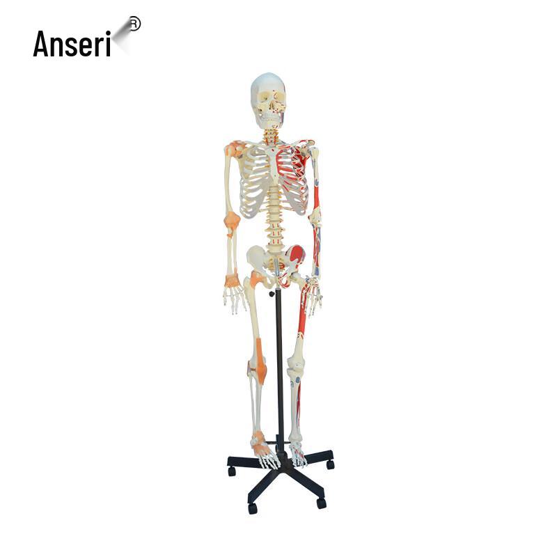 Ancai Rui Life-Size Flexible Spine Human Skeleton Model