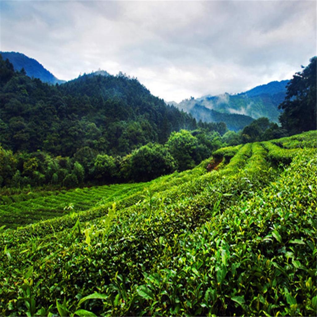 250g Da Hong Pao Tee, Bio-Oolong-Tee, chinesischer Wuyi-Schwarztee, Gesundheit, grüne Lebensmittel
