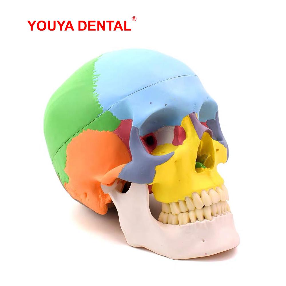Life Size Detachable Anatomical Skull Model Color Dentistry 3D Simulated Anatomy Head Model With Full Teeth For Teaching Study