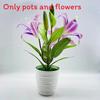 Brownii Lilium Var Viridulum Baker Potted Plant For Living Decor Room