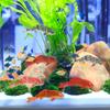 5 Stück Kleine Harz-Fisch-Dekofiguren Für Aquarium-Becken Realistische Goldfisch-Dekoration Kompakte Aquarien-Zubehörteile Simuliert