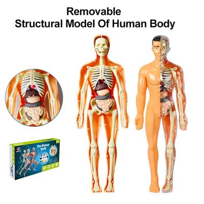 Menselijk lichaamsmodel Interactief DIY Menselijk lichaamsanatomiemodel Menselijk skeletmodel met verwijderbare organen en doorschijnende menselijke schelpen Educatief rekwisiet
