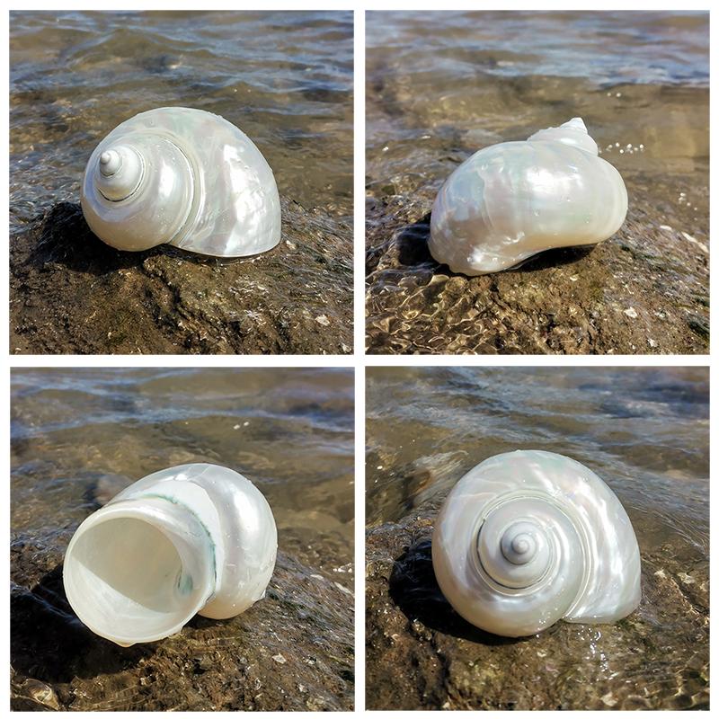 Large Conch Seashell Ornament for Wall Decor, Aquarium Aquascaping, and Sea Sound Collection