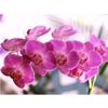 DIY 5D Diamond Painting Beautiful Flowers Diamond Mosaic Cross Stitch Kits Home Decoration Full Round Diamond Embroidery
