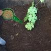 5 Setting Handheld Seed Planter Green Transplanter Tool 12x6.5cm