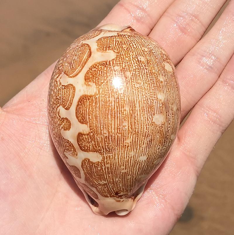 Large Conch Seashell Ornament for Wall Decor, Aquarium Aquascaping, and Sea Sound Collection