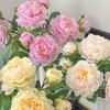 2 Heads Peony Lifelike Flowers Multicolor Simulation Plants Vivid Bridal Bouquets  Party Supplies