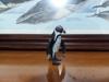 Cape Penguin 88710