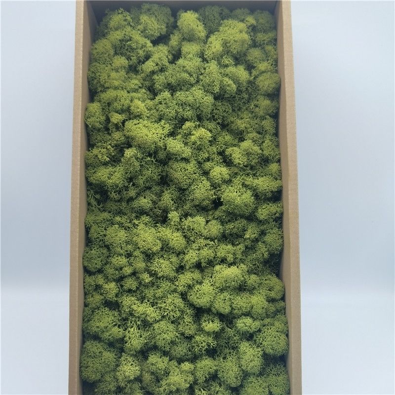 

Вечный мох, искусственный мох, растение, настенный пейзаж, домашний декоративный мох, разноцветный материал ручной работы, сушеный цветок 50g трава зеленый