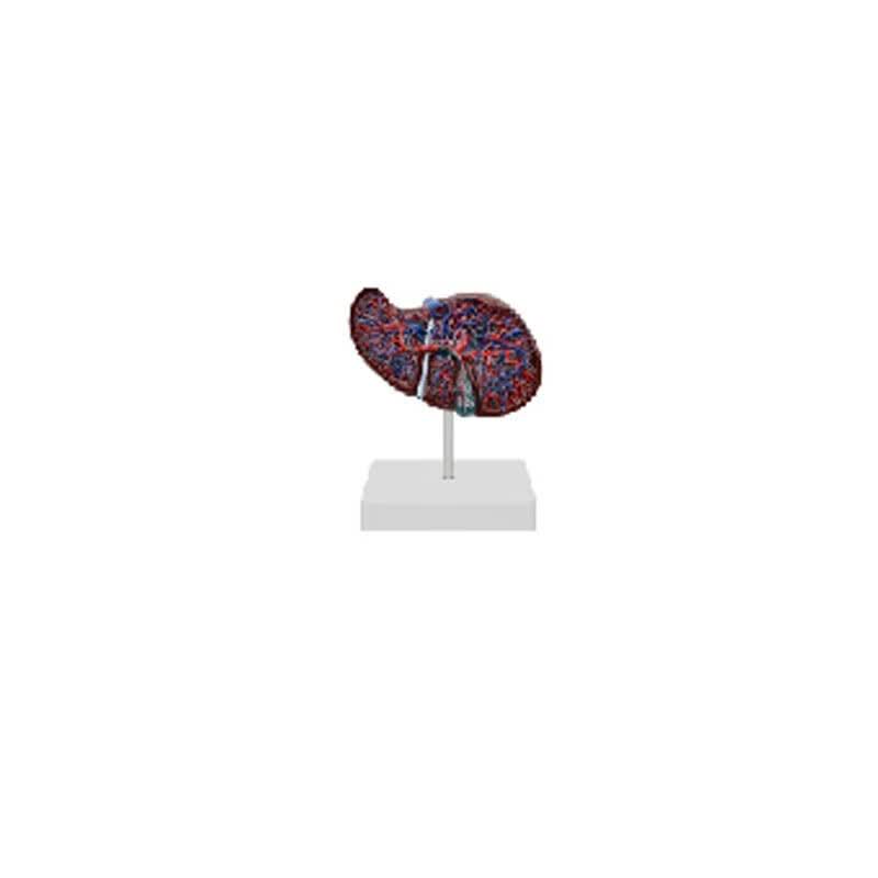 XINMAN Human Liver Anatomical Model