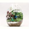 Transparent Succulent Glass Vase Beautiful Micro Landscape Moss Bottle  Balcony