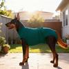 Pet Dogs Spaying Suit Recovery Vest