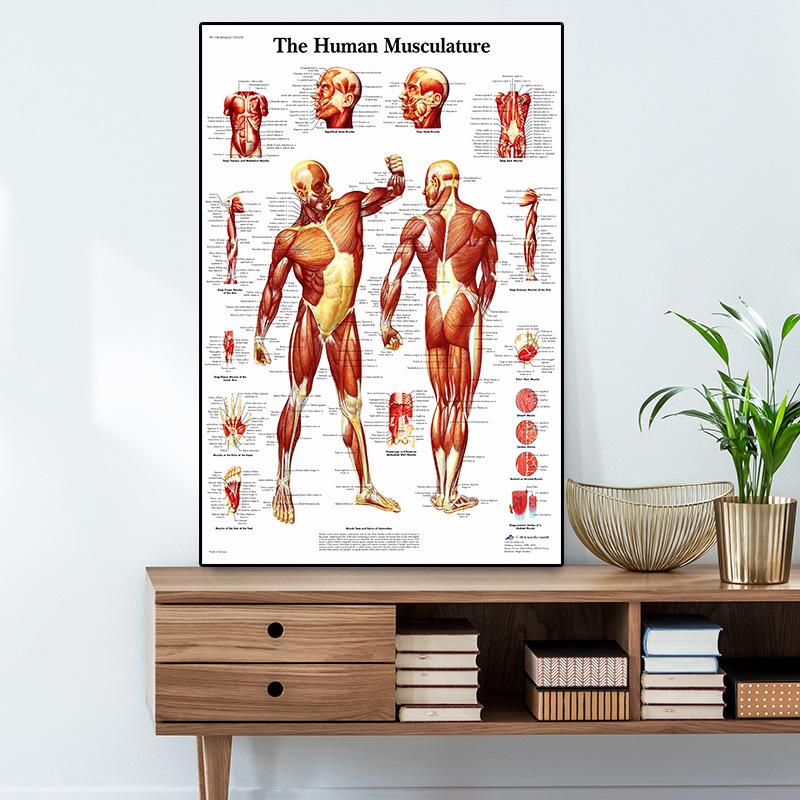 Human Musculoskeletal System Anatomy Poster – Medical Wall Art for Office Decor