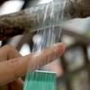 Self-adhesive Grafting Tape Roll Nursery Grafting Films Plants Seedlings Vine Degradable Film PE Stretchable Garden Tree Tapes