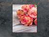 GLASSCHNEIDEBRETT 45x52 ROSE