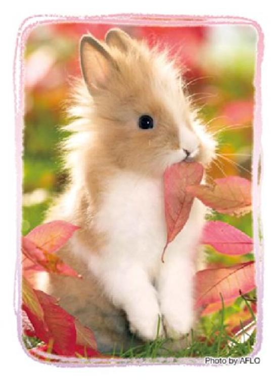 

Character Sleeve Collection Fluffy Rabbit