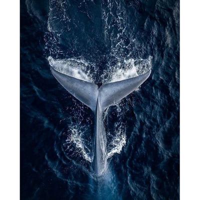 Pictură cu diamant Cozi de balenă Suprafață Mare Fotografii Rotund 5d Broderie cu diamant Cusatura de cruce cu diamant