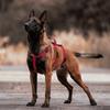 Ham Vestă Confortabilă pentru Câine Curea Reglabilă pentru Pieptul Câinelui Accesorii pentru Animale de Companie Vestă de Antrenament Antrenament