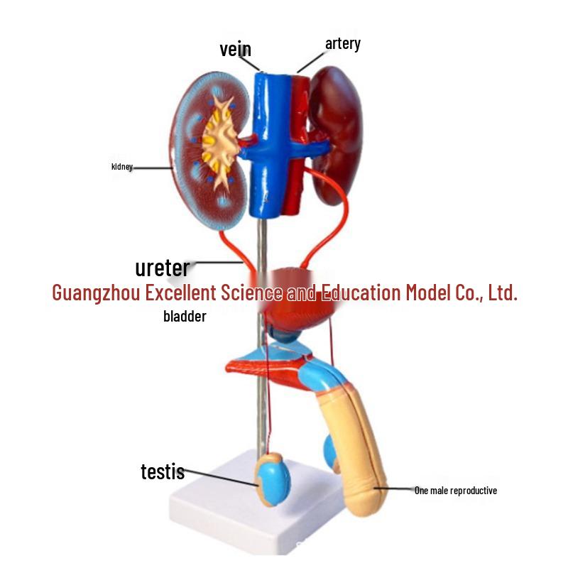 Modello 3D del Sistema Urinario Umano: Rene, Uretere, Vescica, Uretra Maschile e Femminile