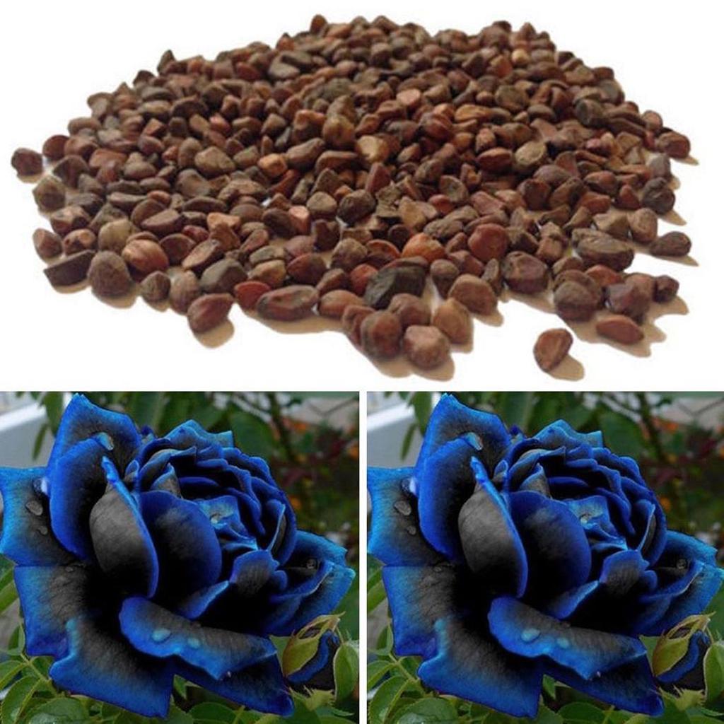 Buy Rare Blue Blooming Midnight Rose Flower Plant Petal Garden Pot Seeds at  affordable prices  free shipping, real reviews with photos  Joom