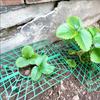 Green Strawberry Planting Stand Plastic Plant Support Cage Garden Anti-Rot Strawberry Growing Racks Holder With 3/4Sturdy Legs
