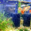 Aquariumfilter Einlass Schutzwatteabdeckung für Garnelenzucht