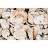 Tropical Summer Beach Shell Palm Tree Surfboard Poster Print Nordic Canvas Printing Wall Art Picture for Surfing Club Home Decor