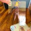 Full Skeleton Human Anatomy Playing Cards X-Ray Designs The Body Deck Skeleton Mannequin Body Deck Educational Playing Cards Kit