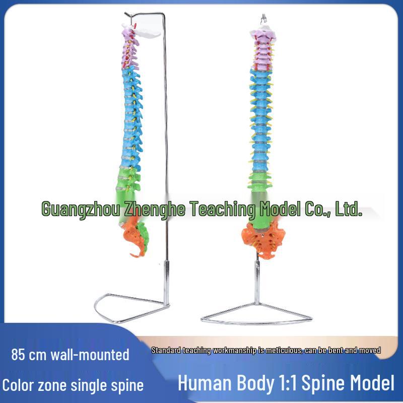 

Модель позвоночника человека в натуральную величину 85 см с тазом, копчиком, поясничными и шейными позвонками для изучения хиропрактики.