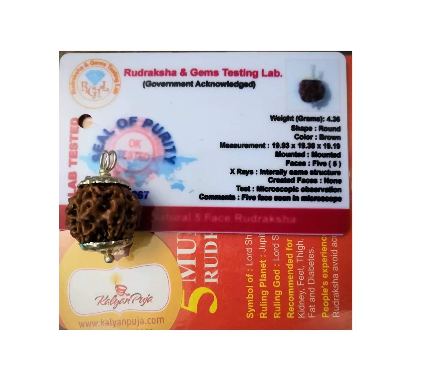Рудракша сертифицированная (5 мукхи), 5 Mukhi Certified Rudraksha (Nepal), Kalyan Puja