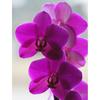 Full Diamond Painting 5d Round Orchid Picture Diamond Mosaic Resin Flower Embroidery Crafts Cross Stitch Kits Home Decor