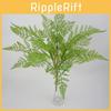Plant Dryopteris Filix Schott Mas With Realistic Texture For Office And Bedroom Decoration