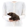 Colorata Brown Bear Plush Toy (Sitting Series/Gentle Touch) Realistic Bear Stuffed Animal Toy Doll Gift Present Birthday (Meter Read 2 Times) /